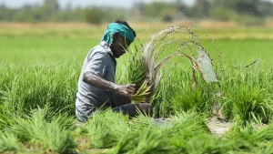 Due to the forecast of monsoon before time, sowing of summer crops has increased, production is expected to increase