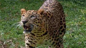 UP: Villagers are terrified due to leopard attack in Asmoli area