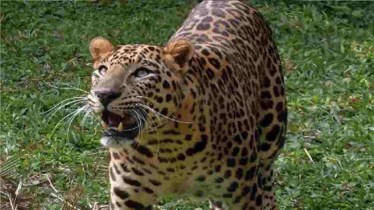 UP: Villagers are terrified due to leopard attack in Asmoli area