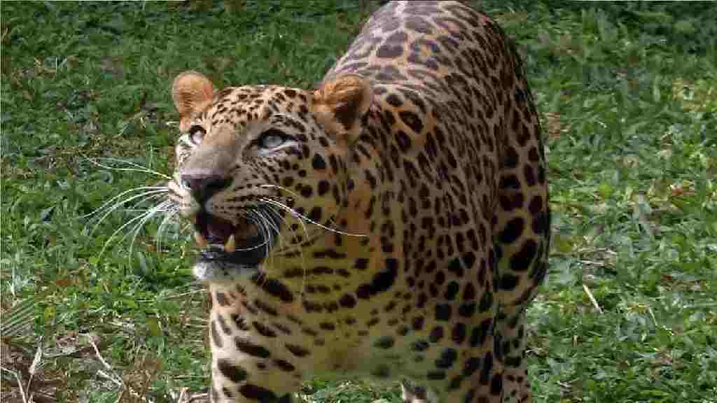 UP: Villagers are terrified due to leopard attack in Asmoli area