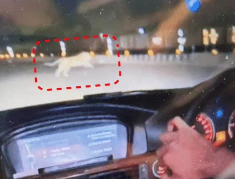 Leopard spotted again in Lucknow, forest department on alert