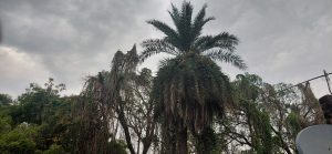 Lucknow: Rain brings relief from scorching heat