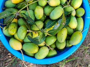 The changing weather has robbed Malihabad's Dasheri mangoes of their sweetness, and farmers are worried about declining yields.